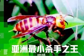 日本大黄蜂为什么被称为“亚洲最小的杀手之王”？它有天敌吗？图片