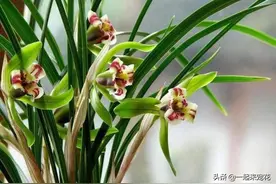 春天兰花开败后，教你2个小妙招，不生病虫害，新芽窜满盆图片