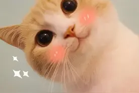 补考次数、补考费用...关于驾考补考，这些得记牢！图片