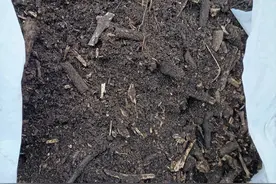 腐烂的树枝、木头可以种花图片