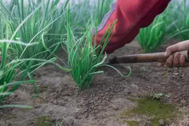 伏夏韭，随根走！伏季韭菜除了停割之外，这5项管护内容也要知晓图片