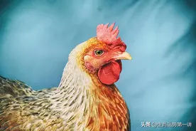男怕属鸡，女怕属羊，属鸡男为什么生活一团糟图片