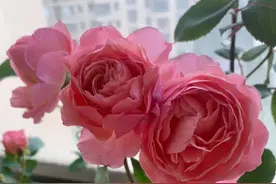 方寸之间，也有自己的天地图片