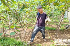 【致敬青年新农人】宝鸡眉县“折翼”小伙用双脚“书写”人生图片