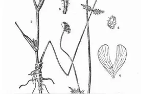 「植物界全系列」伞形科—芹亚科（十五）：胡萝卜图片