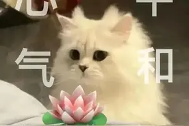表情包｜美女不该生气图片