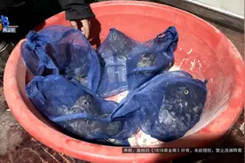猫头鹰、黄鹂、乌鸦…一起琐事，牵出61只鸟图片