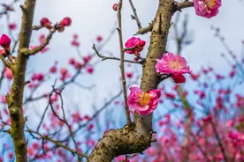 张打油：我其实是来搞笑的图片