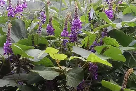 农村一种豆科植物“葛根”，国外称之为亚洲人参，您认识吗图片
