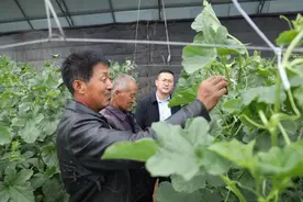 乡村振兴看榆林 | 绥德：设施农业让群众“钱袋子”鼓起来图片