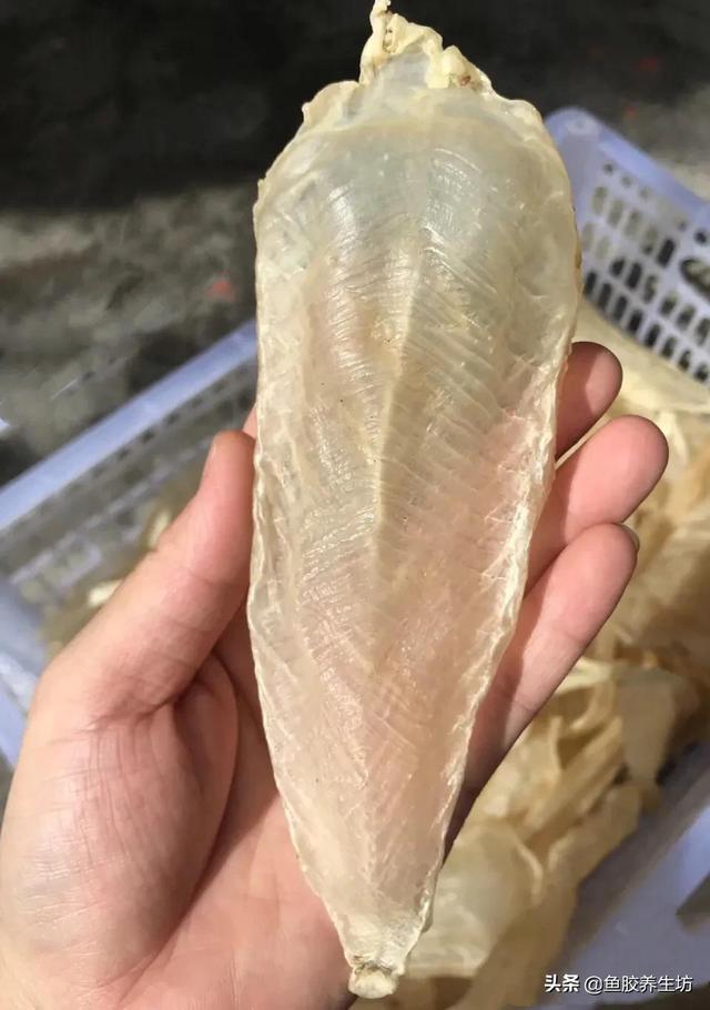 越南巴沙鱼胶 2026年越南巴沙鱼鱼胶好不好