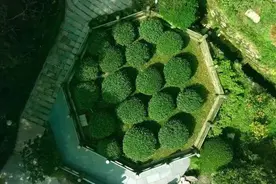 世界上最贵的茶叶盘点图片