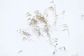 委托境外研发费用加计扣除图片