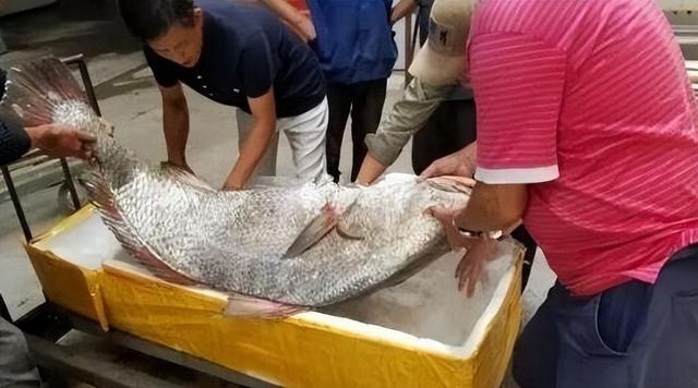 魚 花胶 2026年鱼花胶的功效和作用