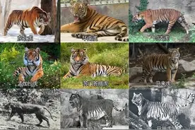 山中无老虎，谁来当大王？——秦岭猛兽排行榜图片
