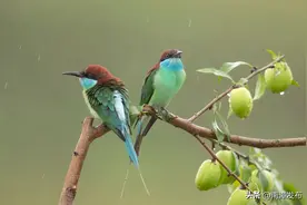 襄阳南漳：蓝喉蜂虎雨中戏耍图片