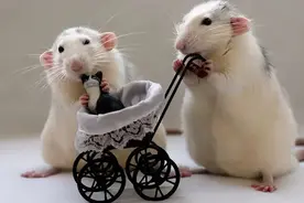 同性老鼠已生出了幼崽，人类离同性生殖还远吗？你能接受吗？图片