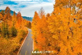 这条枫林路，被称为贵州最美公路，你觉得呢？图片