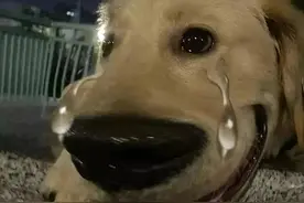 狗狗拉稀竟然有7种原因！别慌，对症下药可以呵护我们的狗狗图片