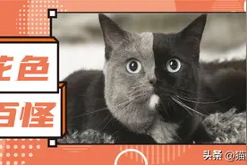 为啥有的猫咪长得这么怪？图片
