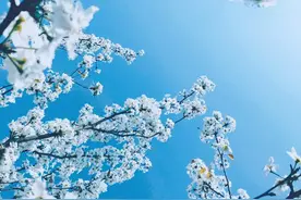 分享图片一惊艳的梨花图片