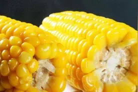 甜玉米、糯玉米哪种更适合糖尿病人群吃？糯玉米还是转基因食物？图片