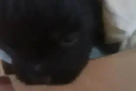 中华田园犬“开心”的成长变化图片