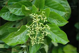 中药古今研究：臭黄荆图片