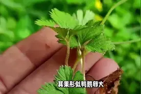 神农架野山果之猕猴桃#猕猴桃🥝图片