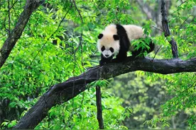 夏天来雅安这样玩，更凉爽更有趣图片