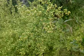 让北方过敏人群受尽折磨的蒿草是什么？图片