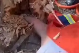 福建厦门 大爷上手抓蜜蜂，不料一个踉跄手卡树洞图片