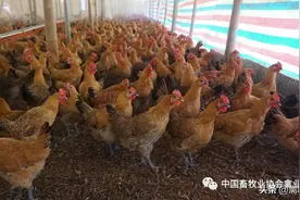我国培育出首个屠宰型优质肉鸡新品种图片