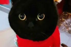 “我最爱的网红猫千岁岁，去了喵星。”图片