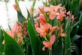 园林景观中常见的10种水生植物图片