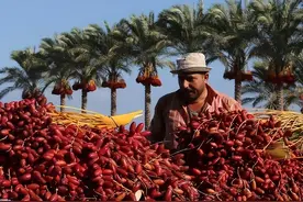 阿联酋捐赠10万株椰枣树苗给中国，椰枣是啥？为何我国高度重视图片