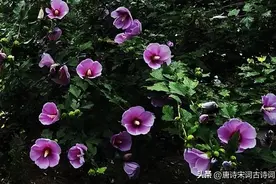 槿花，朝开夕落，却从夏开到秋图片