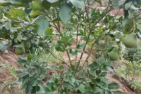 红蜘蛛+锈蜘蛛一起防治，省钱又有效，药剂名单参考图片