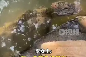 村民在池塘洗碗遇到扬子鳄，知情人：当地是扬子鳄保护区，它经常来逛一下图片