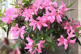 杜鹃花新品种—安酷杜鹃，皮实好养，花期延绵三季，南北方都能养图片