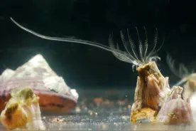 藤壶有多可怕？海洋中的低调寄生者，把鲸鱼、海龟折磨得不成样子图片