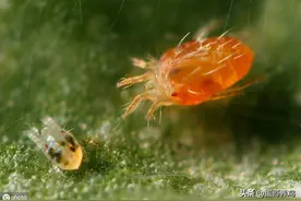 老兽医：夏季家禽五种寄生虫病，吃空养殖利润，看完教你轻松驱虫图片