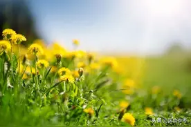 春天吃这种“不花钱”的菜，能清热解毒、消肿散结！可惜很少人知道图片