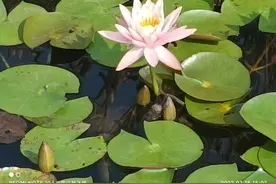 莲花盛开，莲心彻底红图片