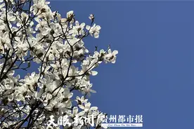 贵阳河滨公园花开了，游客赏花好热闹图片