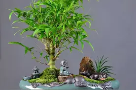 家中养“5种竹”，富贵不俗，护家祥瑞，好日子节节高升图片