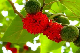 构树全身都是宝，果实像杨梅非常漂亮，看到请重视图片