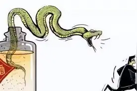 蛇酒变蛇洗澡水！活蛇泡酒隐患大，毒蛇被泡白酒3个月复活伤人图片