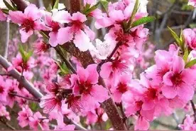 春天来了，桃花盛开，姹紫嫣红，美不胜收图片