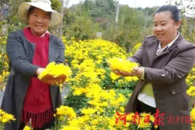 新县：金丝皇菊获丰收 靓了乡村富了民图片